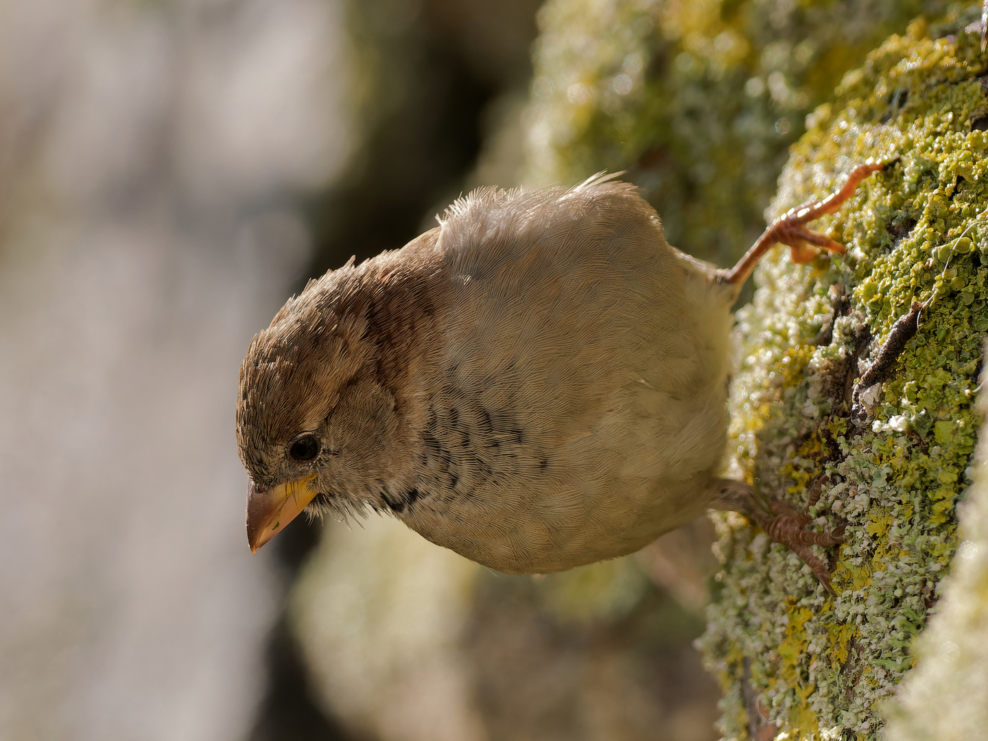 Spatz im Morgenlicht 