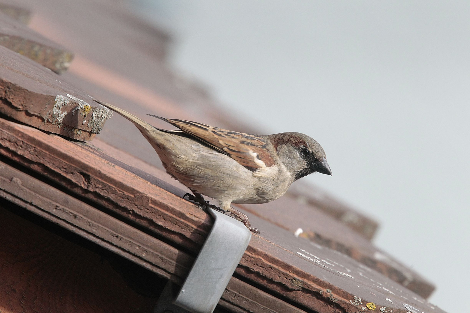 Spatz im Muotathal