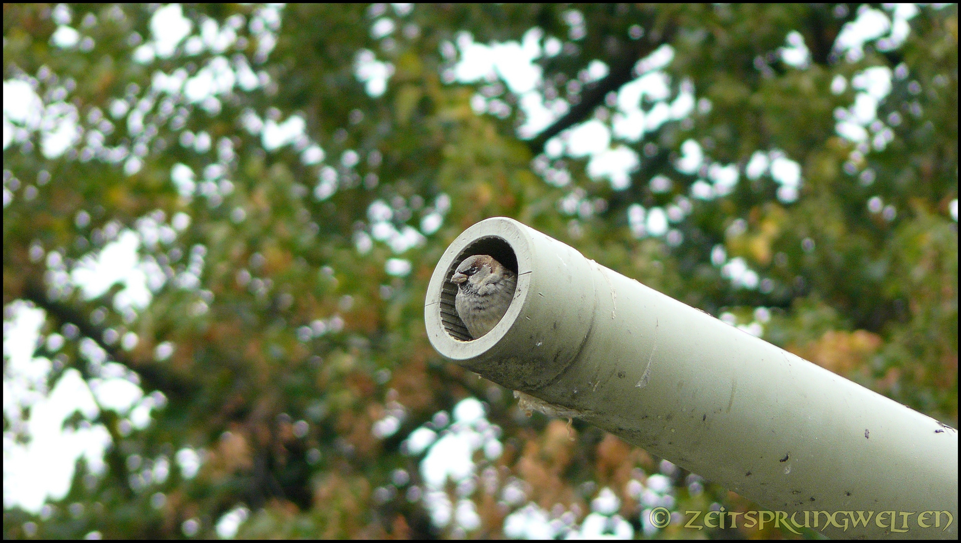 Spatz im Panzerkanonenrohr