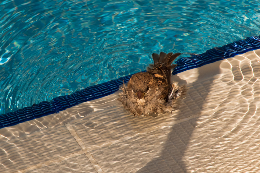 Spatz im Pool