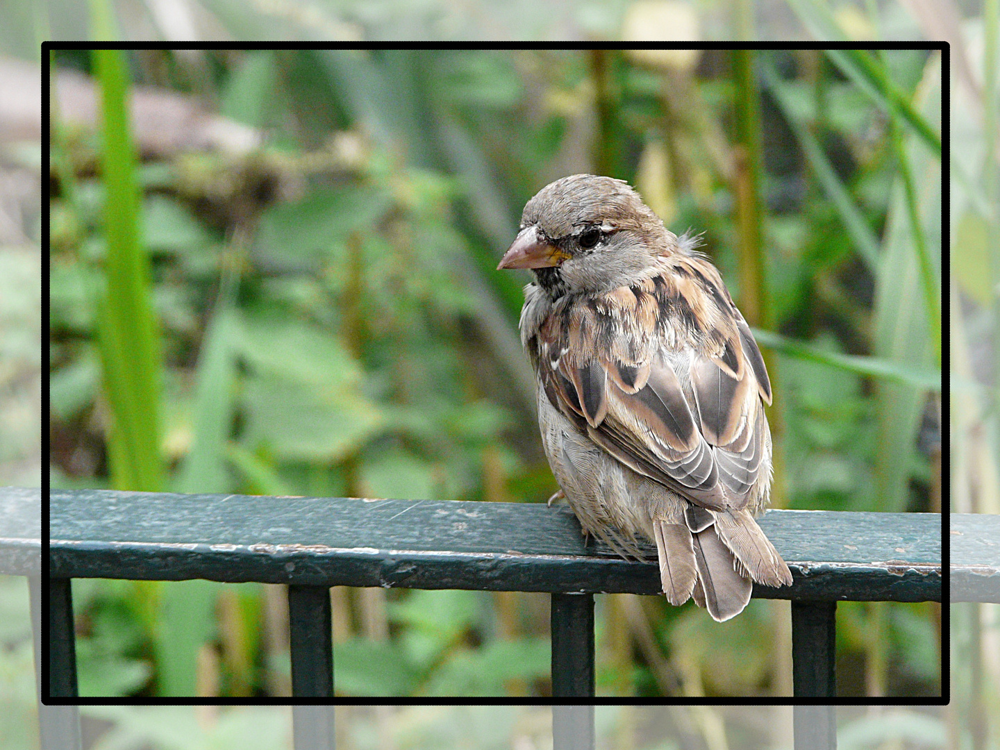 Spatz im Portrait