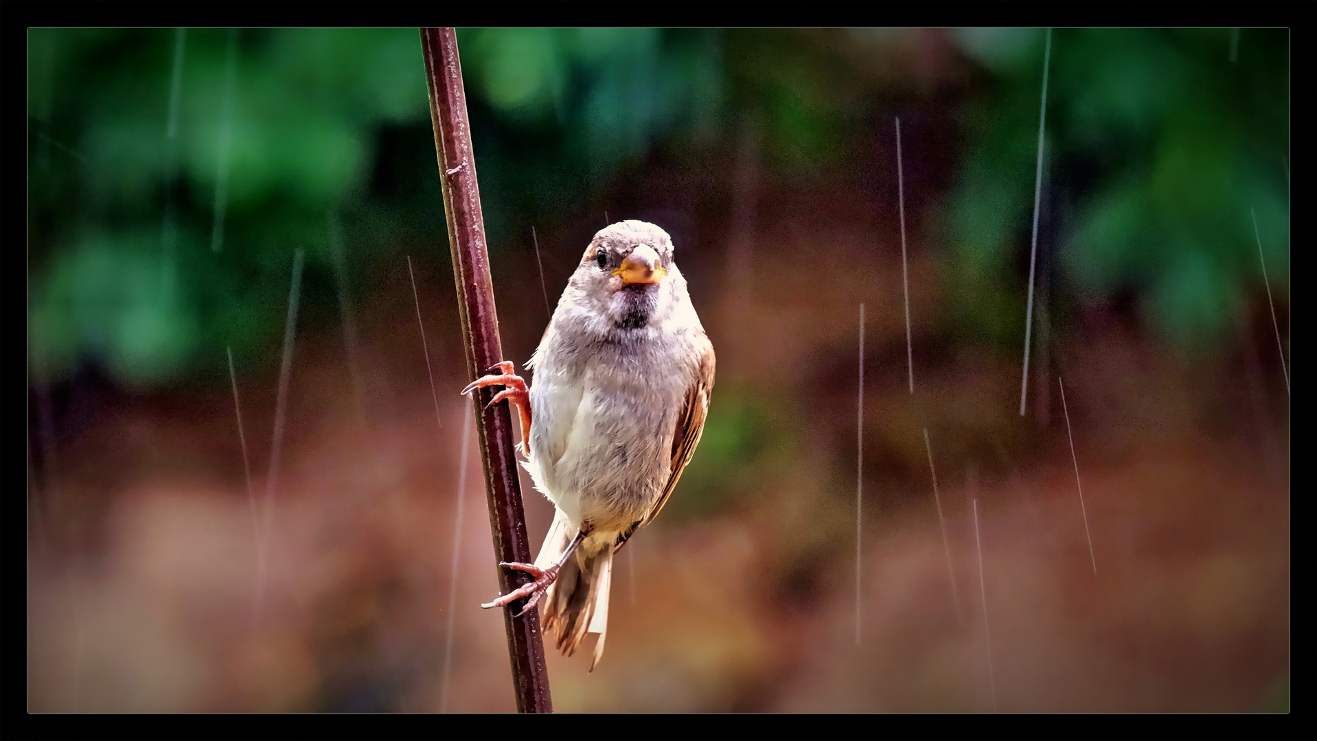 Spatz im Regen