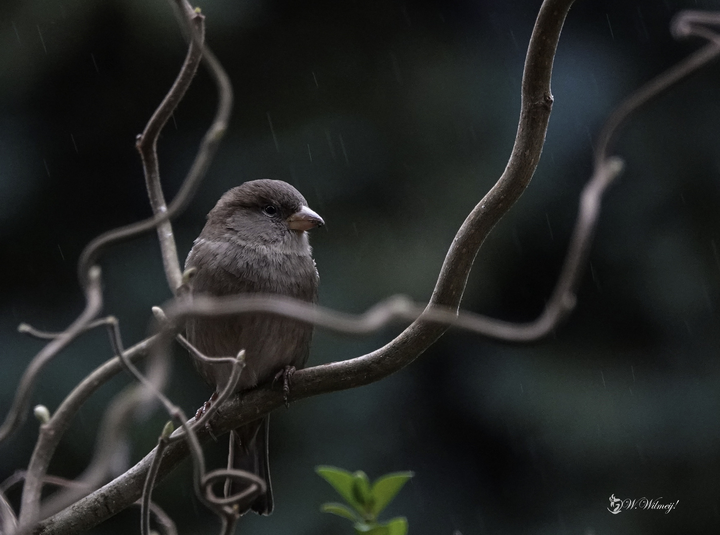 Spatz im Regen