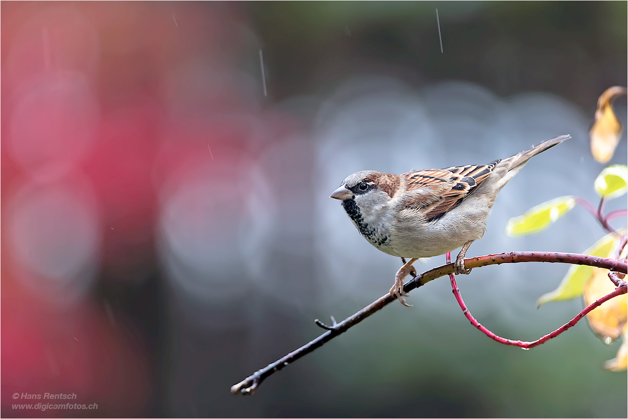 Spatz im Regen...