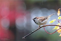 Spatz im Regen...