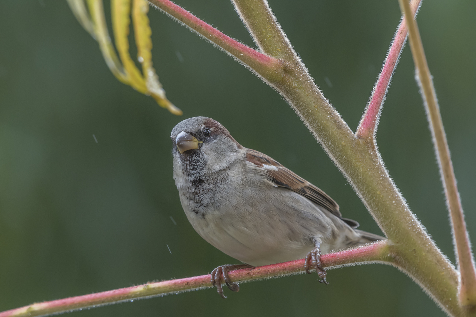 Spatz im Regen_03.11.2019