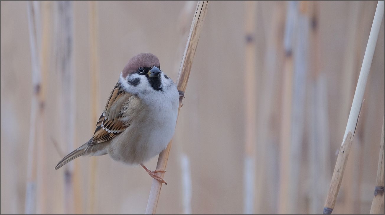 Spatz im Rohr...