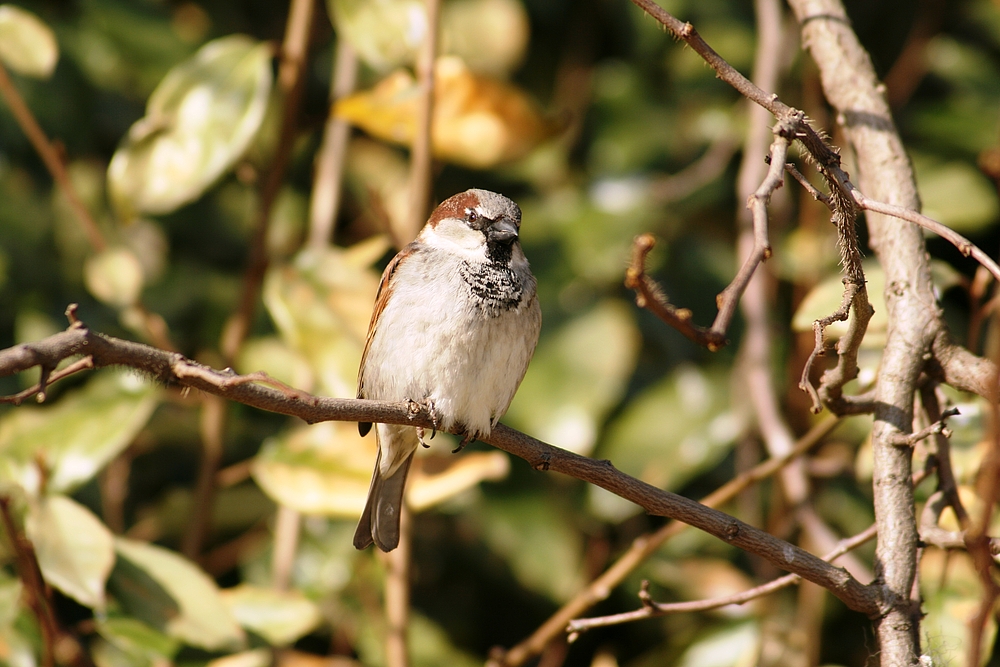 Spatz im Rotterdamer Zoo (Niederlande) (19.03.2012)