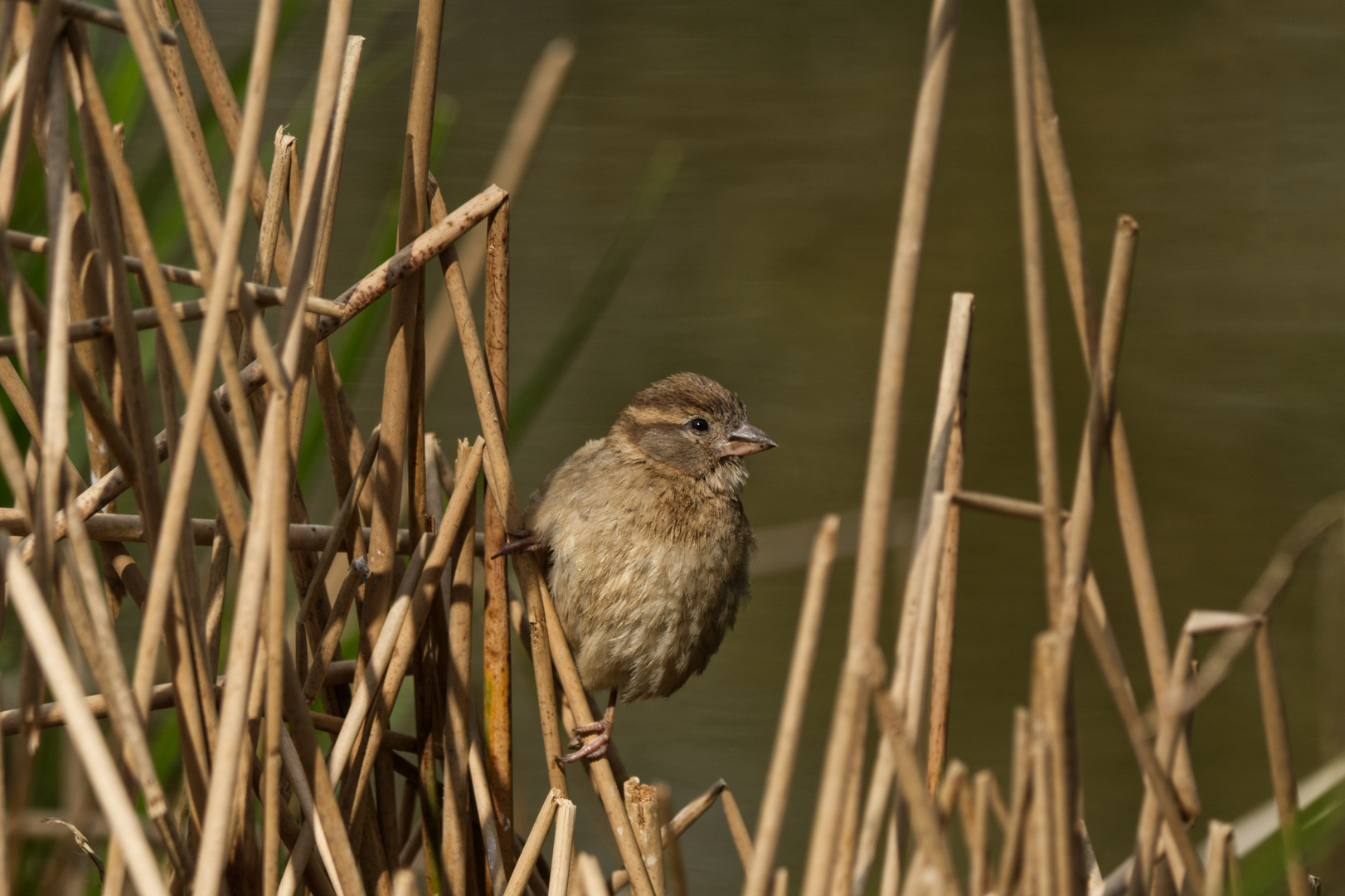 Spatz im Schilf