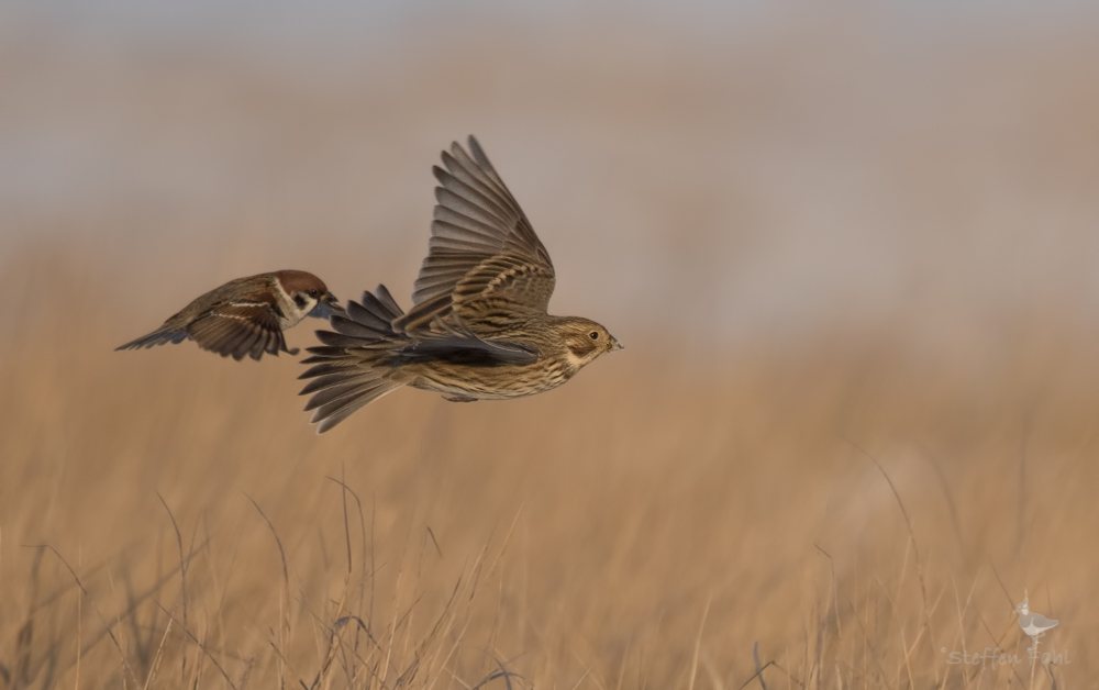 Spatz im Schlepptau