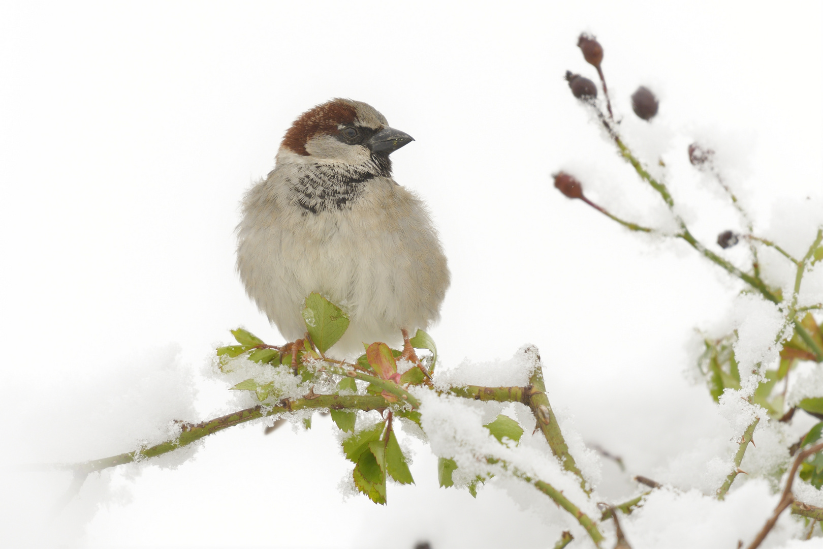 Spatz im Schnee