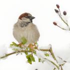 Spatz im Schnee