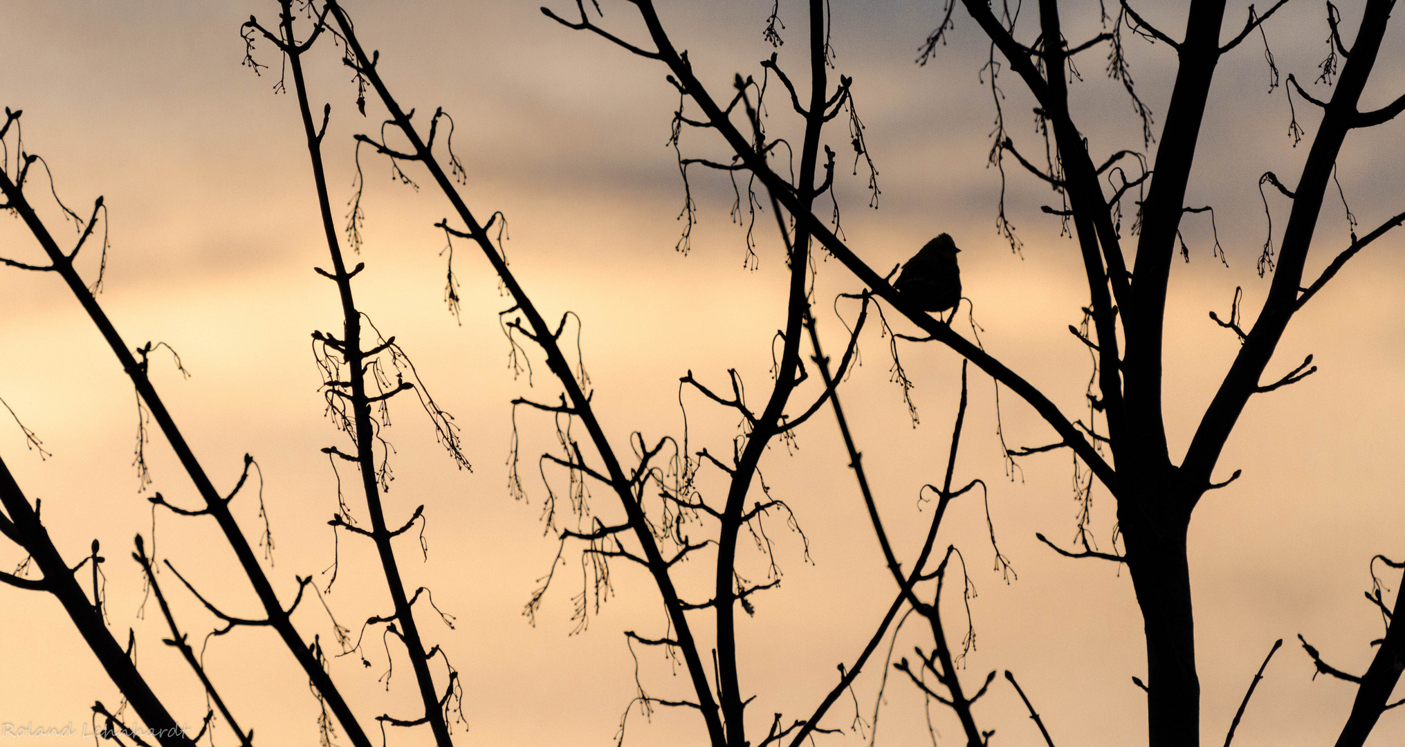 Spatz im Sonnenuntergang