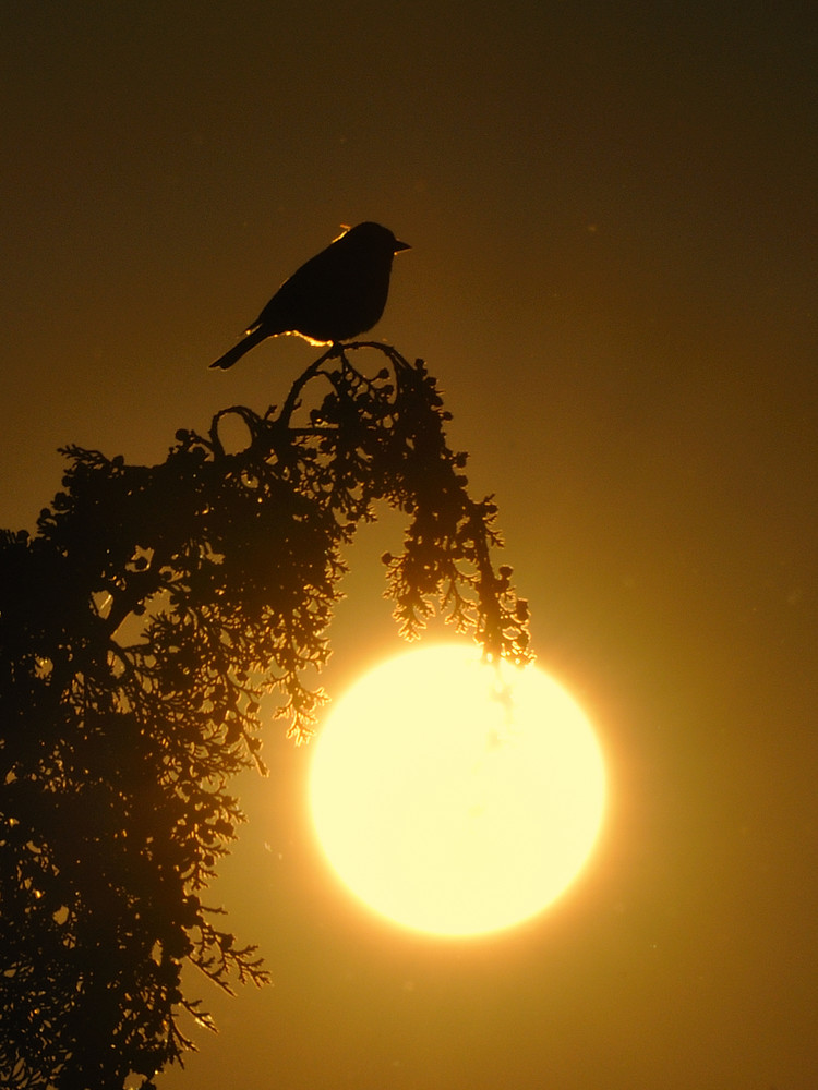 Spatz im Sonnenuntergang