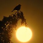 Spatz im Sonnenuntergang