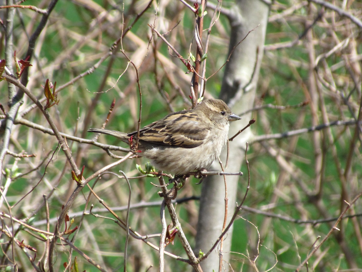 Spatz im Strauch