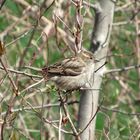 Spatz im Strauch