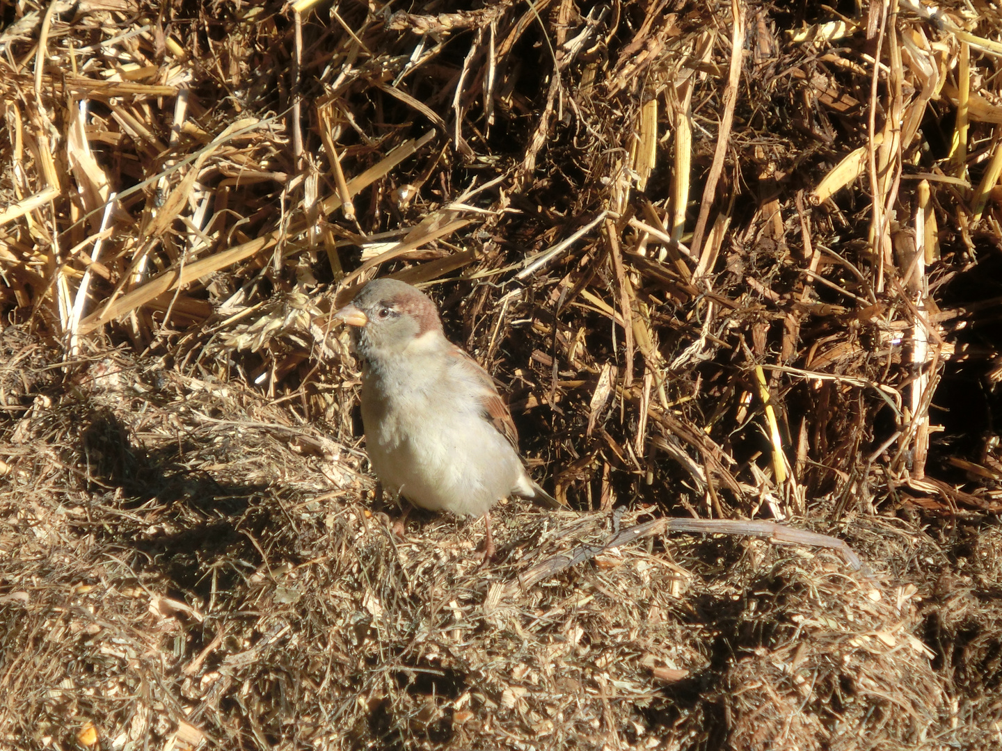 Spatz im Stroh