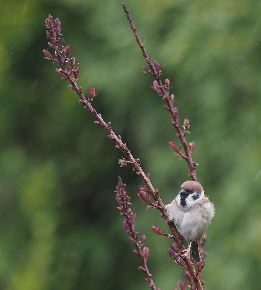 Spatz im Sturm und Regen