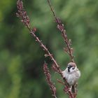 Spatz im Sturm und Regen