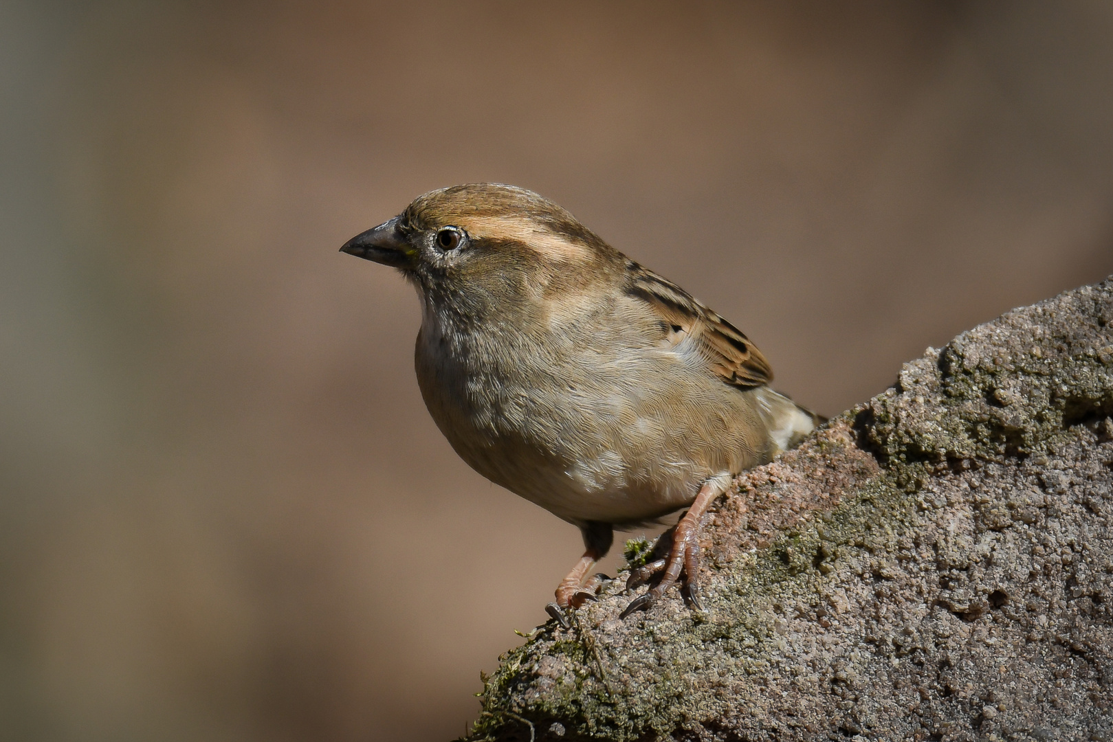 Spatz im Tiergarten