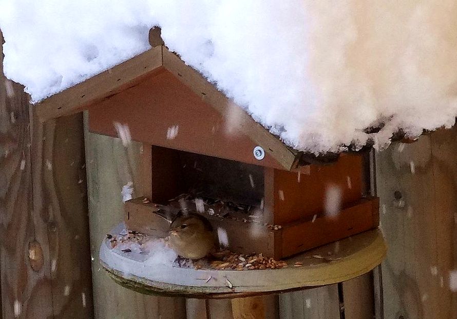 Spatz im Vogelhäuschen