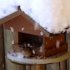 Spatz im Vogelhäuschen