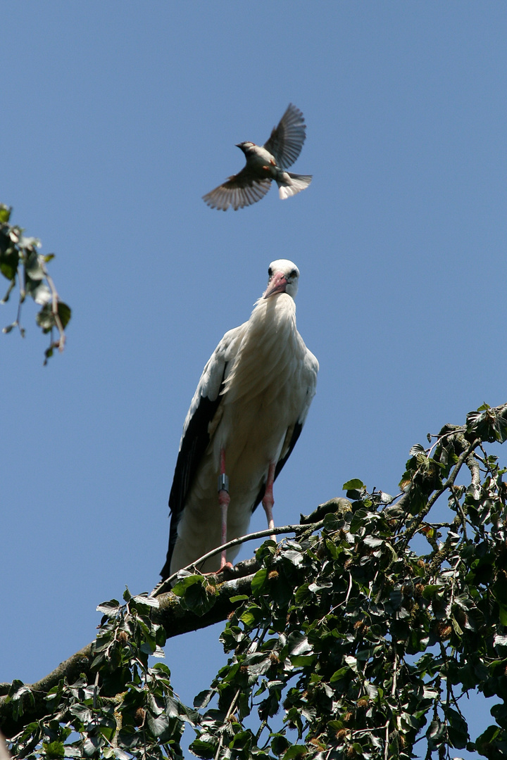 Spatz im vorbeiflug!