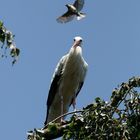 Spatz im vorbeiflug!