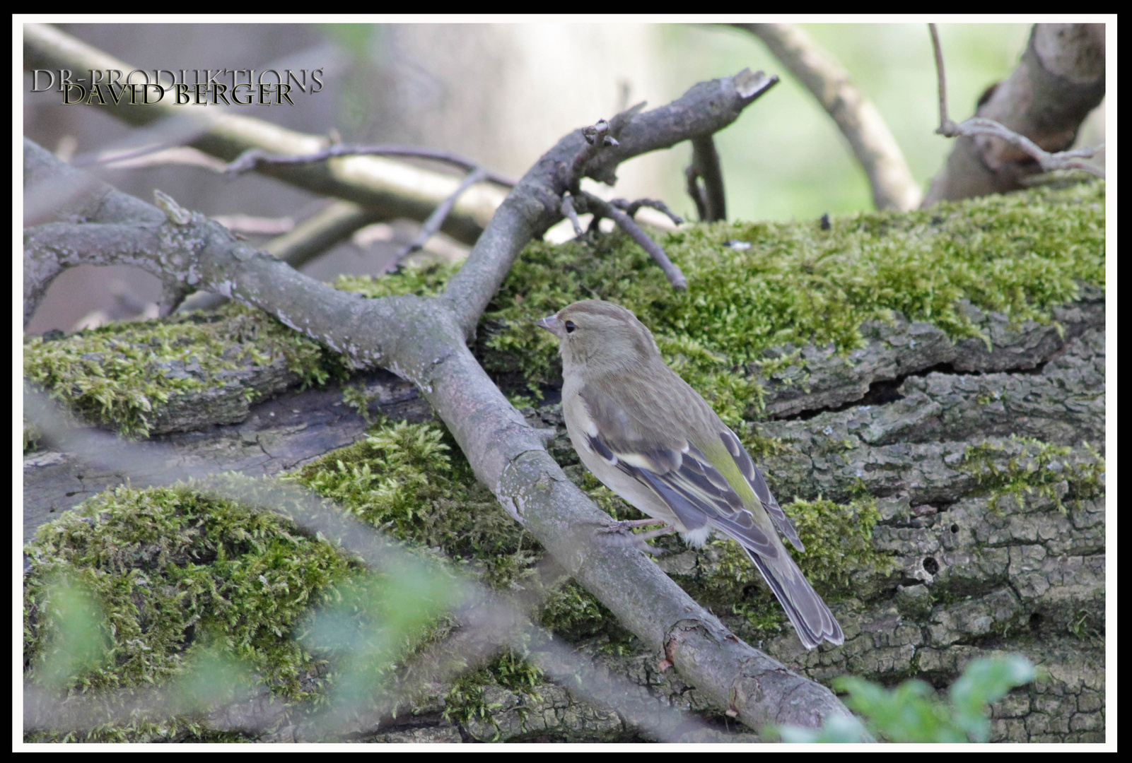 Spatz im Wald