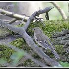 Spatz im Wald