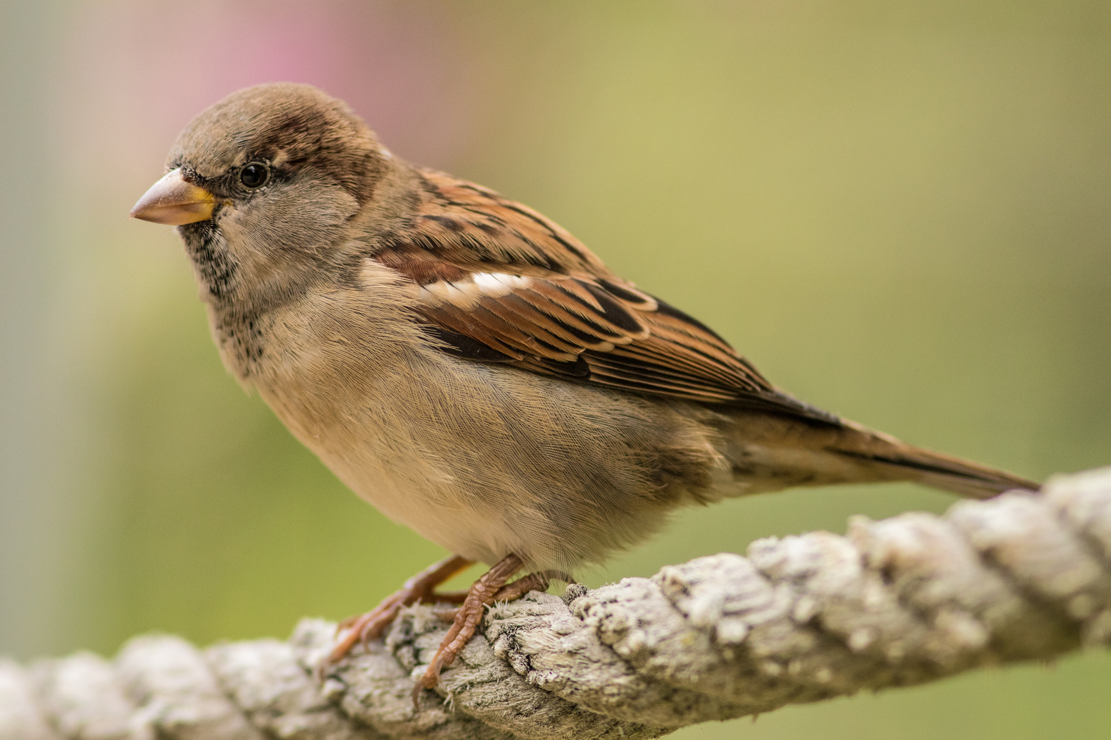 Spatz im warmen Licht