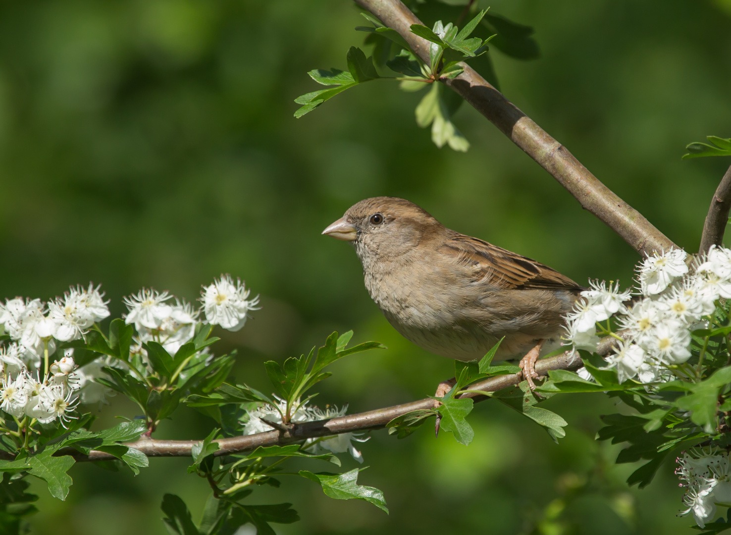 Spatz im Weißdorn