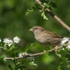 Spatz im Weißdorn