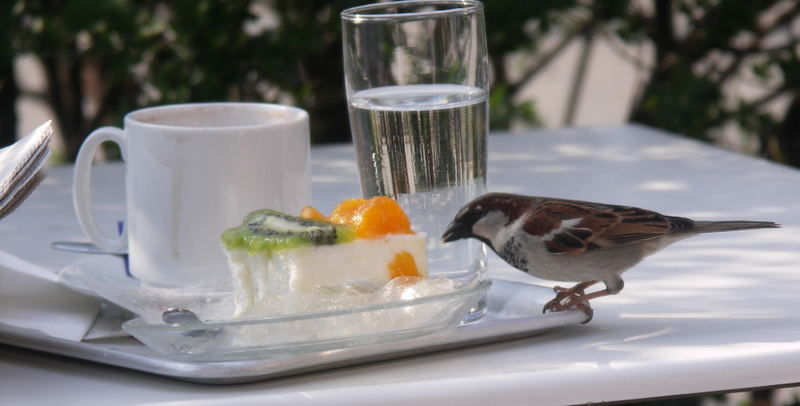 Spatz im Wiener Volkspark