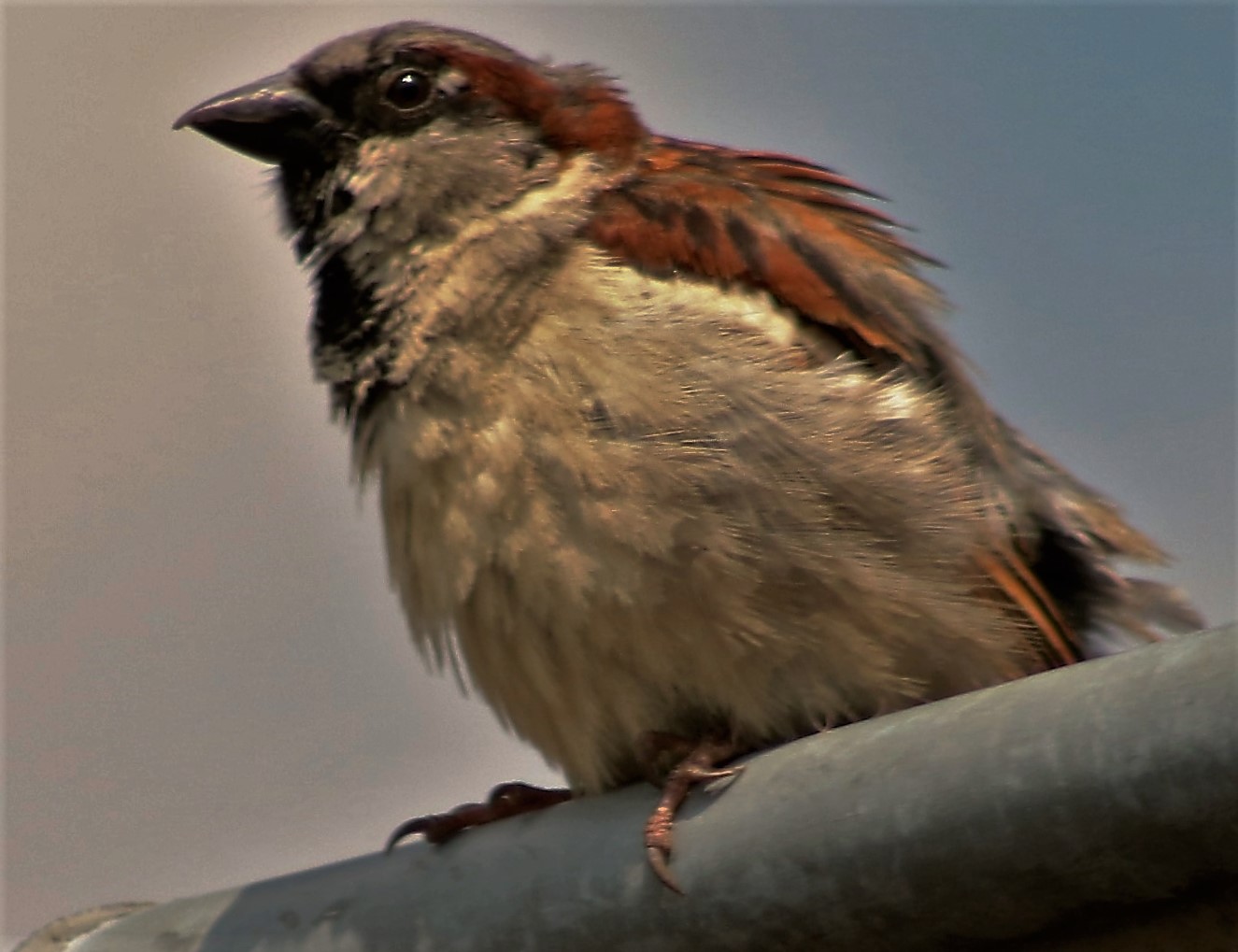 Spatz im Wind