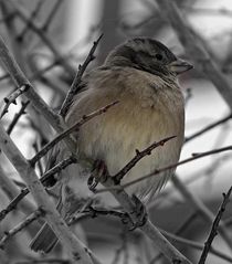 Spatz im Winter