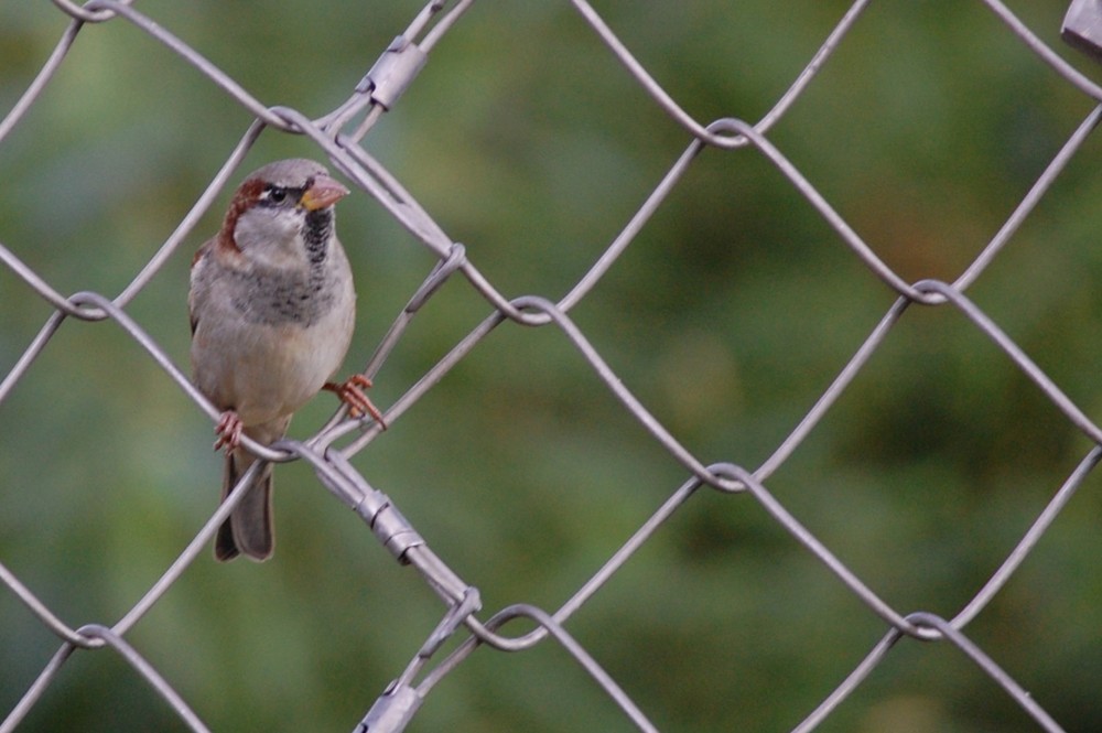 Spatz im Zaun