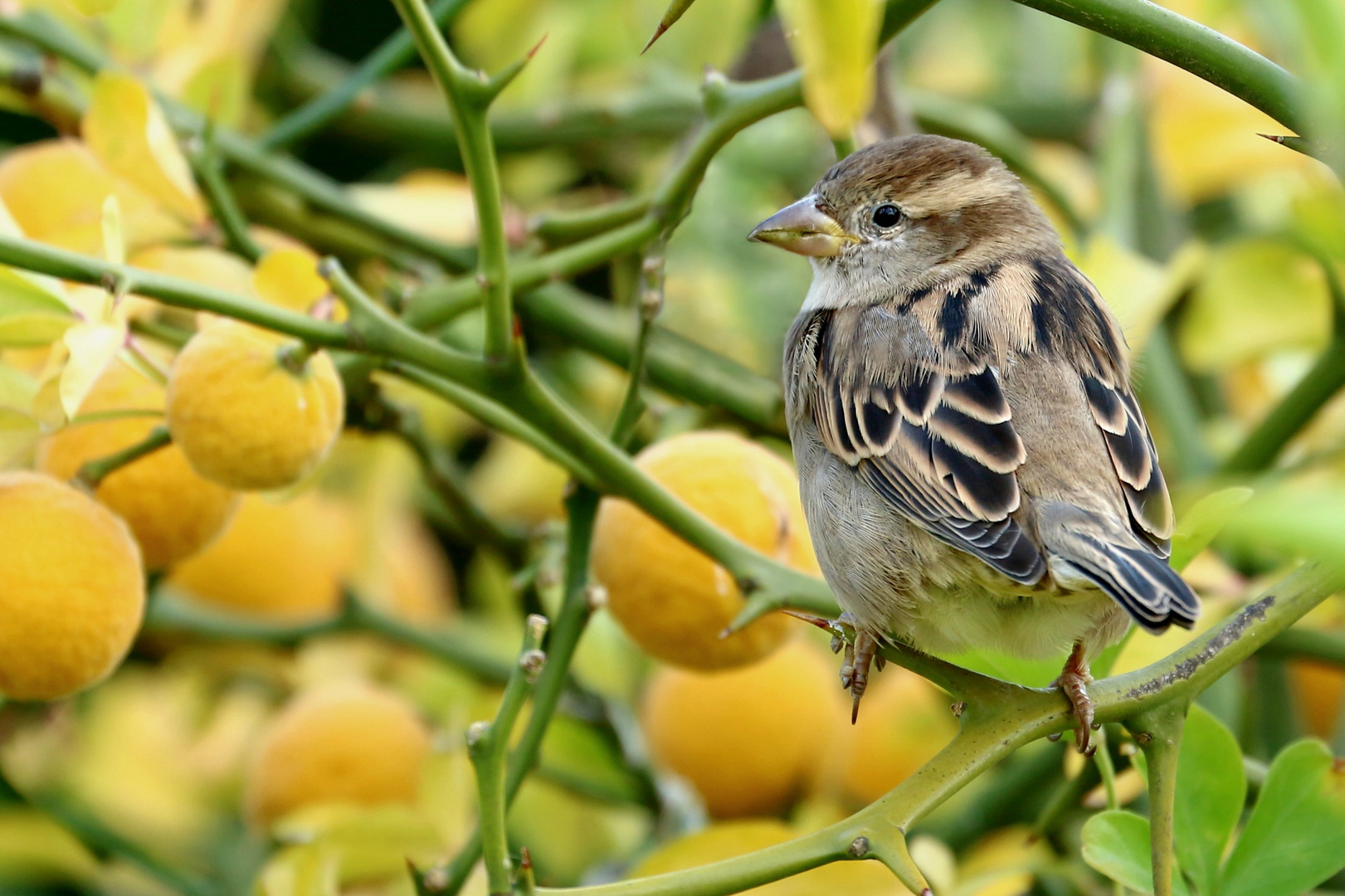 Spatz im Zitronenbaum 2