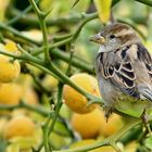 Spatz im Zitronenbaum 2