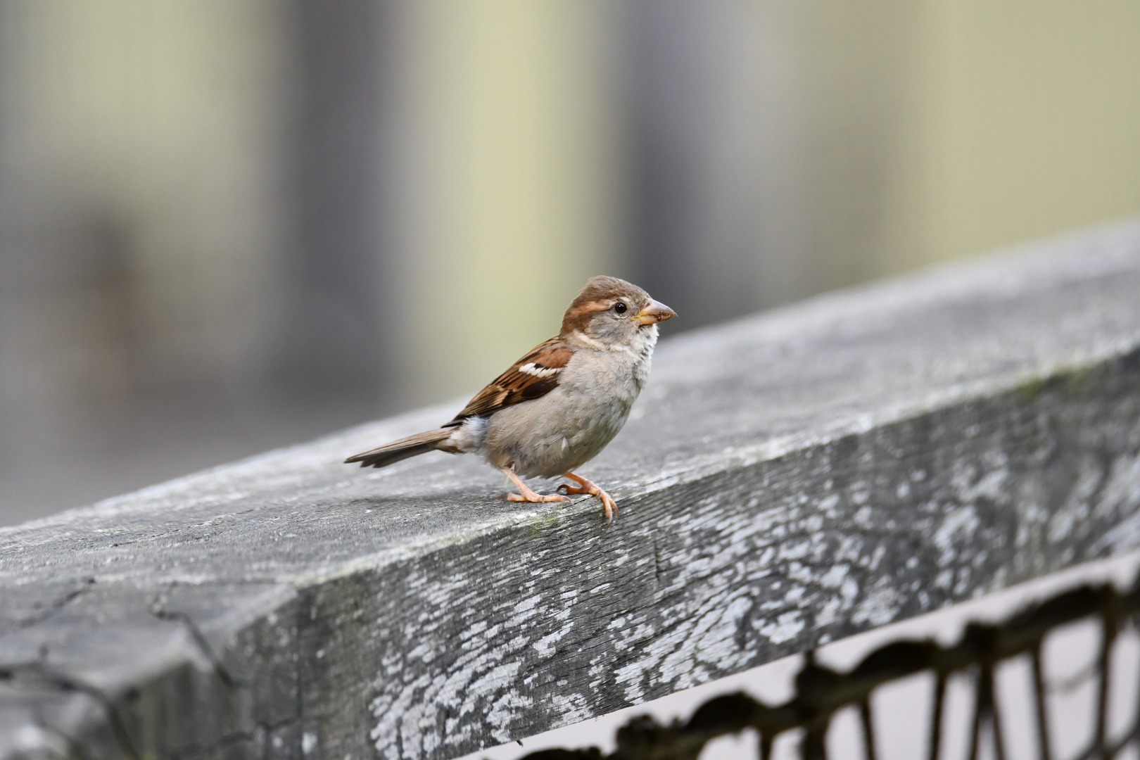 Spatz im Zoo