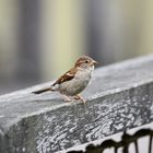 Spatz im Zoo