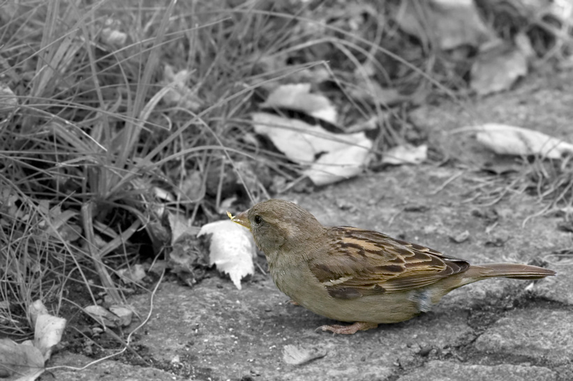 Spatz im Zoo