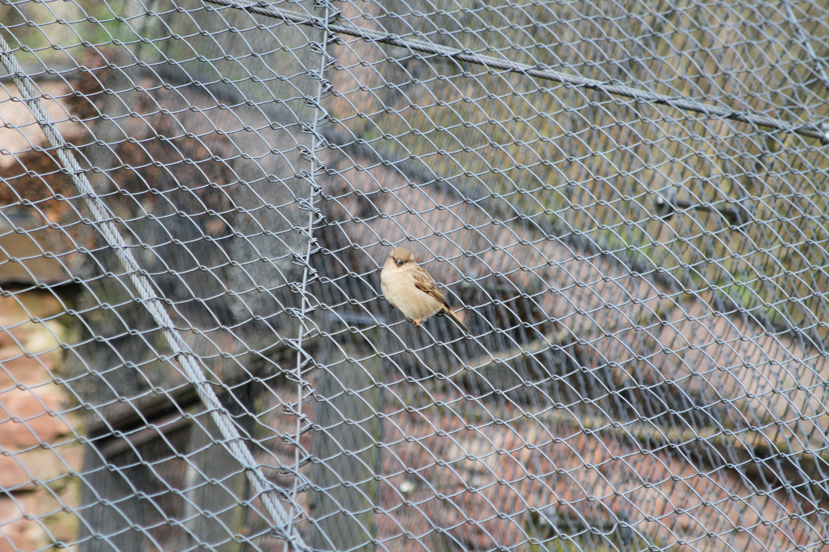 Spatz im Zoo