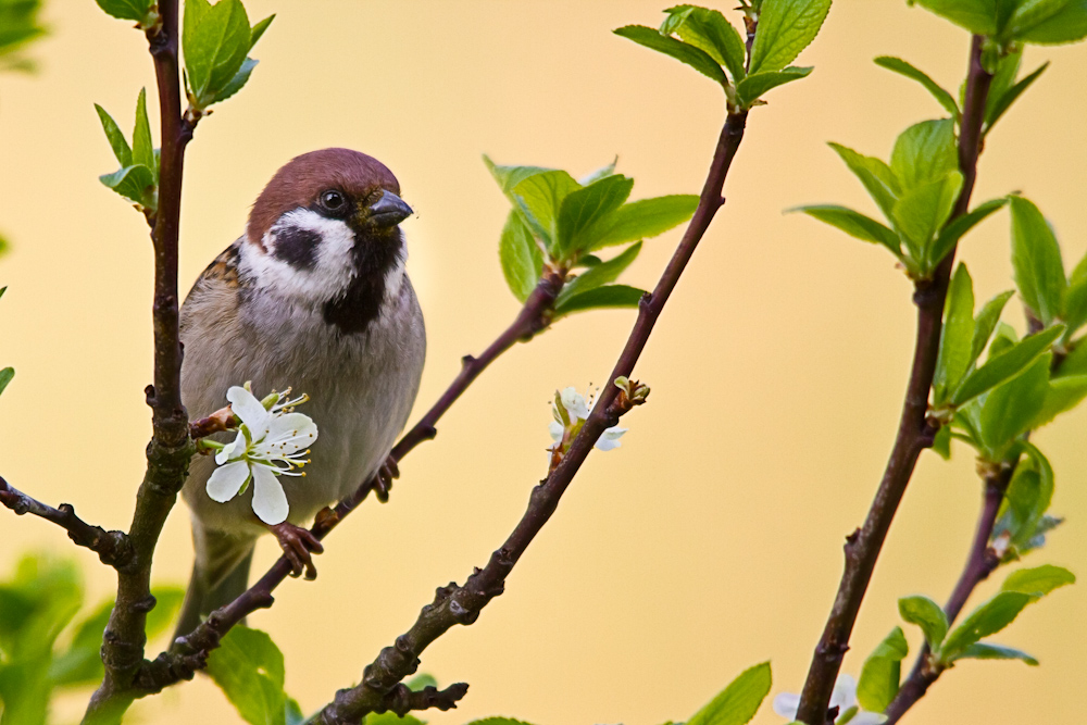 Spatz im Zwetschgenbaum