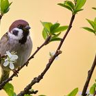 Spatz im Zwetschgenbaum