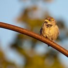 Spatz in Abendsonne