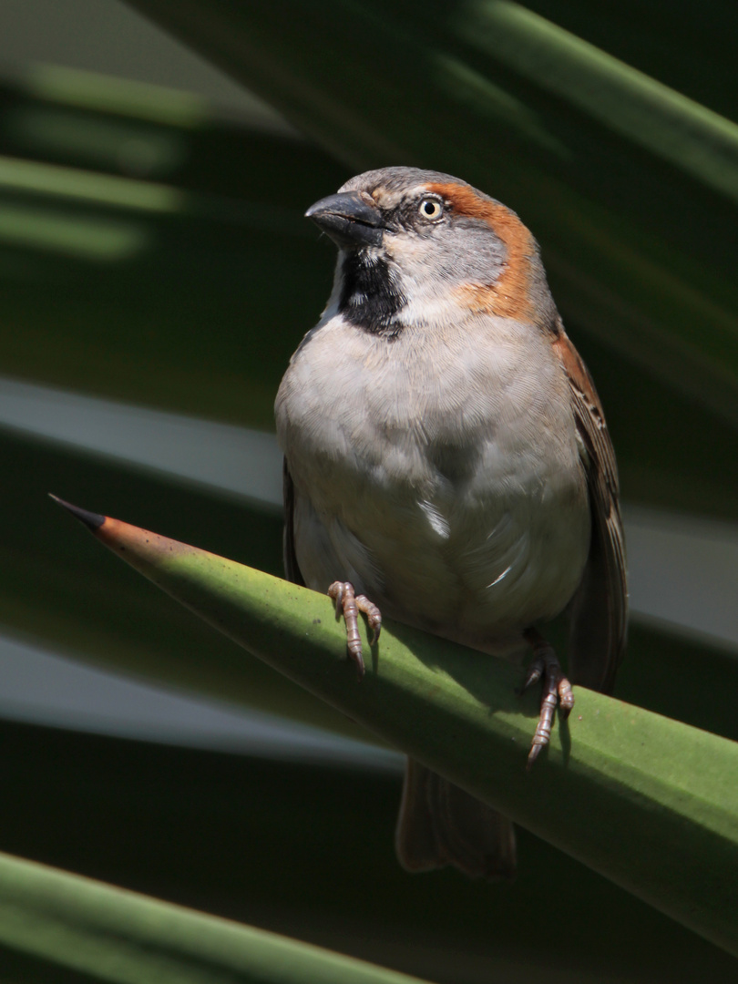 Spatz in Afrika