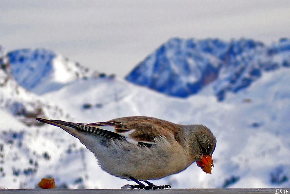 Spatz in den Dolomiten