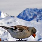 Spatz in den Dolomiten